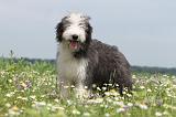 BEARDED COLLIE 054